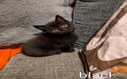Persian cats for sale: British Persian  - Image 5