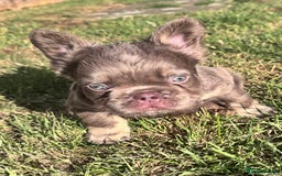 French Bulldog dogs for sale: Beautiful litter of pinks and fluffys  - Image 23