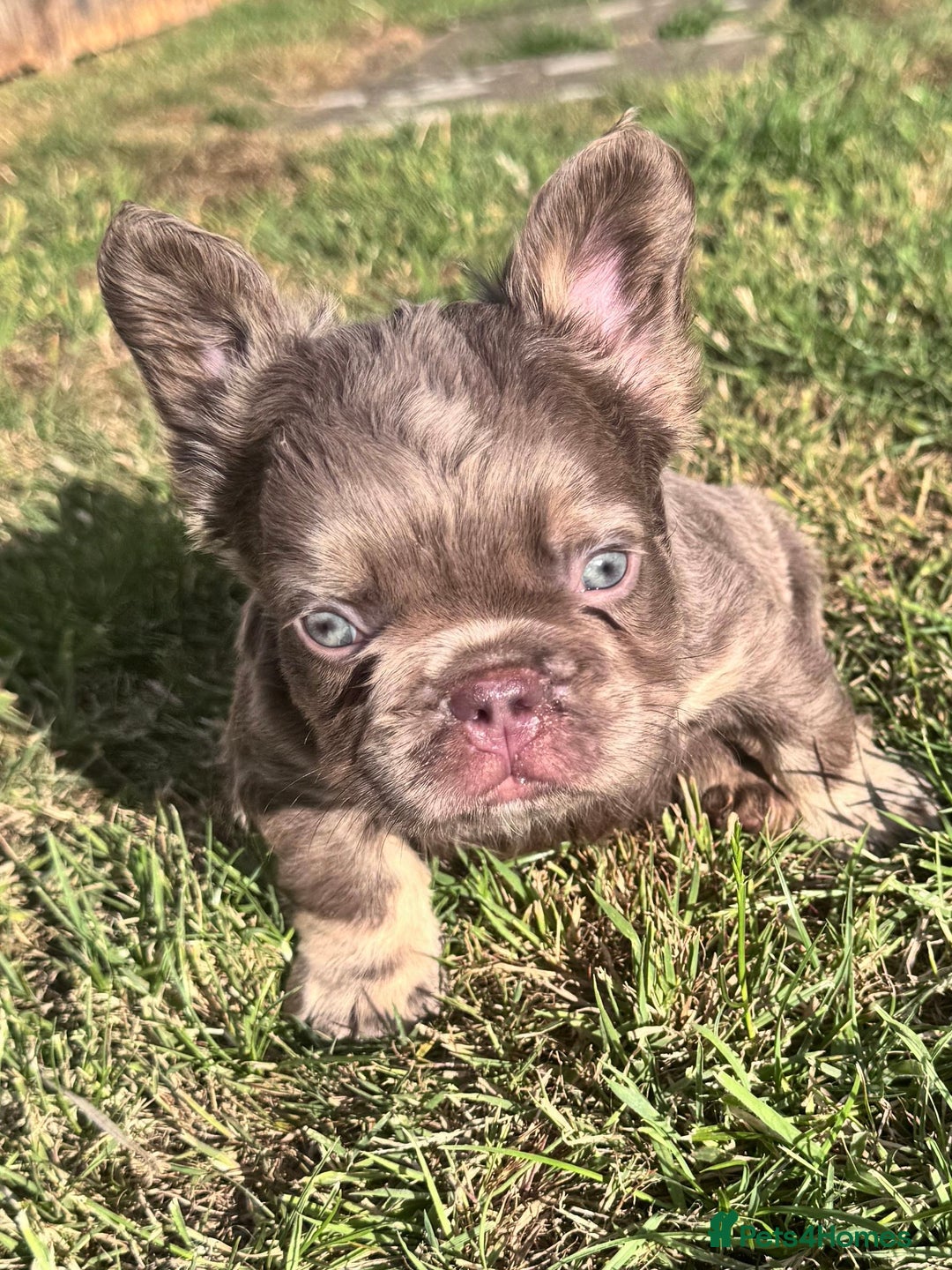 French Bulldog dogs for sale: Beautiful litter of pinks and fluffys  - Image 23