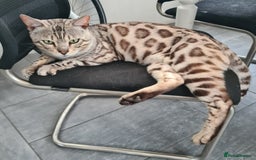Bengal cats for sale: Stunning charcoal little girl - Image 7