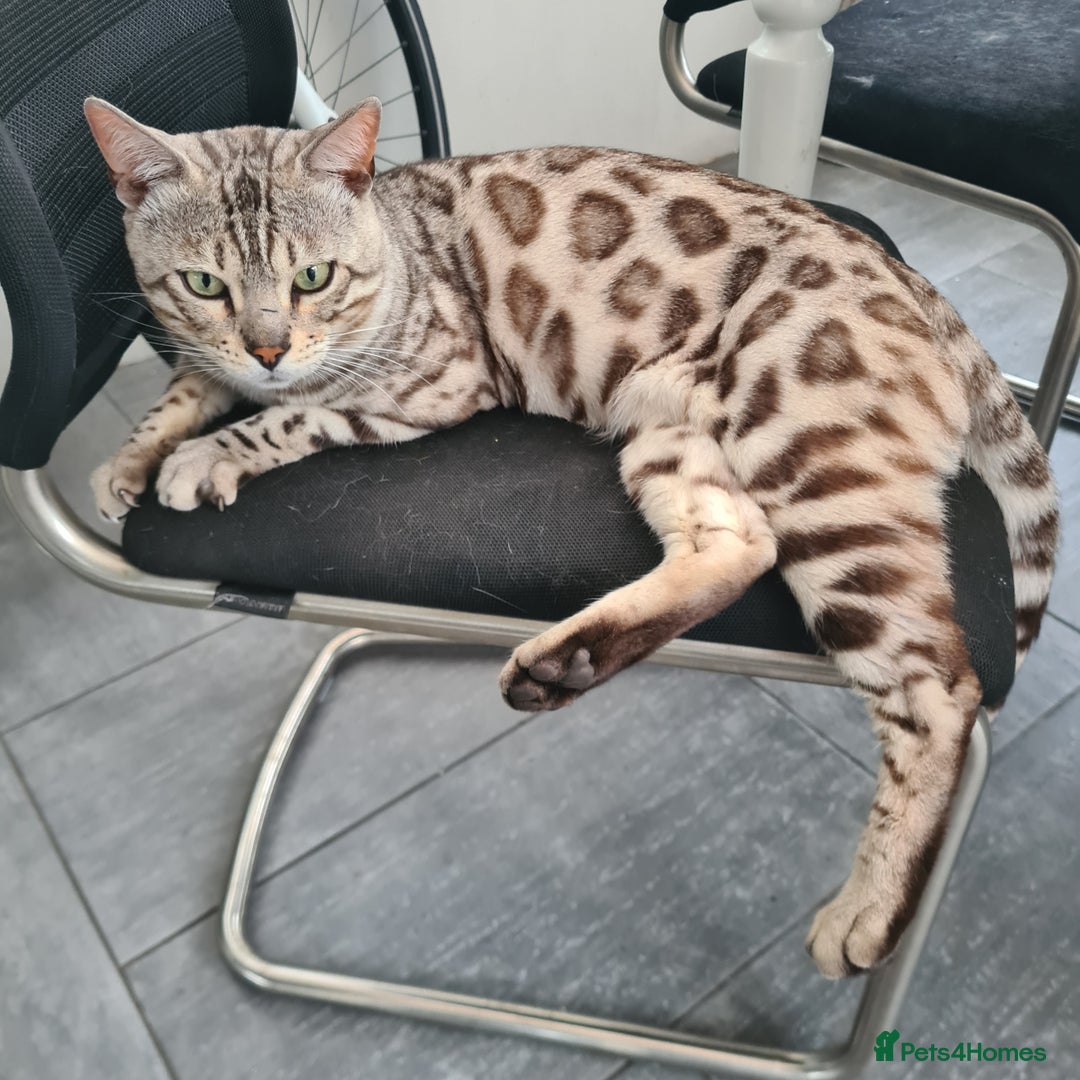 Bengal cats for sale: Stunning charcoal little girl - Image 7