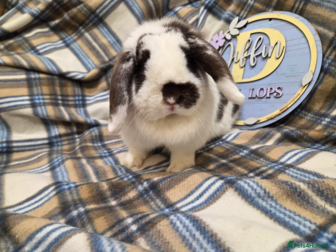 Mini Lop rabbits for sale: Mini lop doe - Advert 1