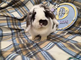 Mini Lop rabbits Mini lop doe - Advert 1