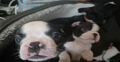 Boston Terrier dogs KC boston terriers puppies. Wildax bloodline  - Advert 3