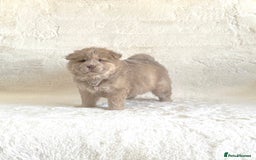 Chow Chow dogs for sale: Exotic colour chowsky puppies for sale  - Image 14