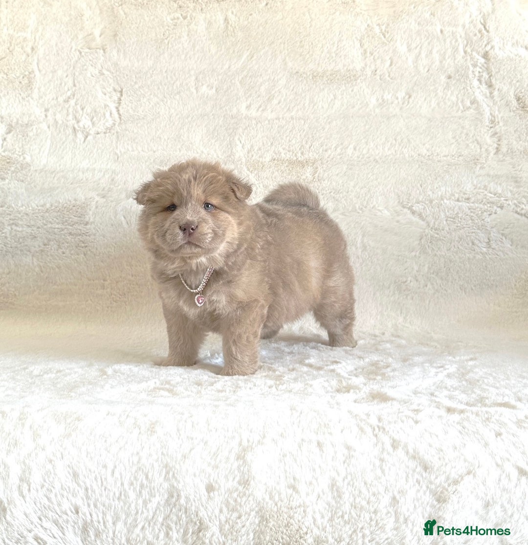 Chow Chow dogs for sale: Exotic colour chowsky puppies for sale  - Image 14