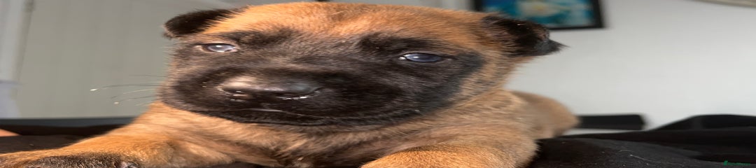 Belgian Shepherd Dog Puppy 2