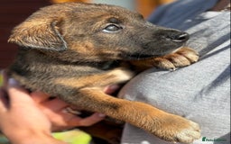 Mixed Breed dogs for sale: Japanese Bear-headed Akita X Dobermann hybrids  - Image 5