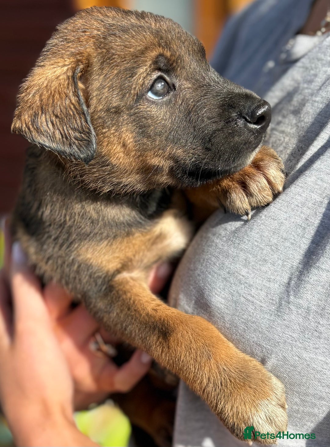 Mixed Breed dogs for sale: Japanese Bear-headed Akita X Dobermann hybrids  - Image 5