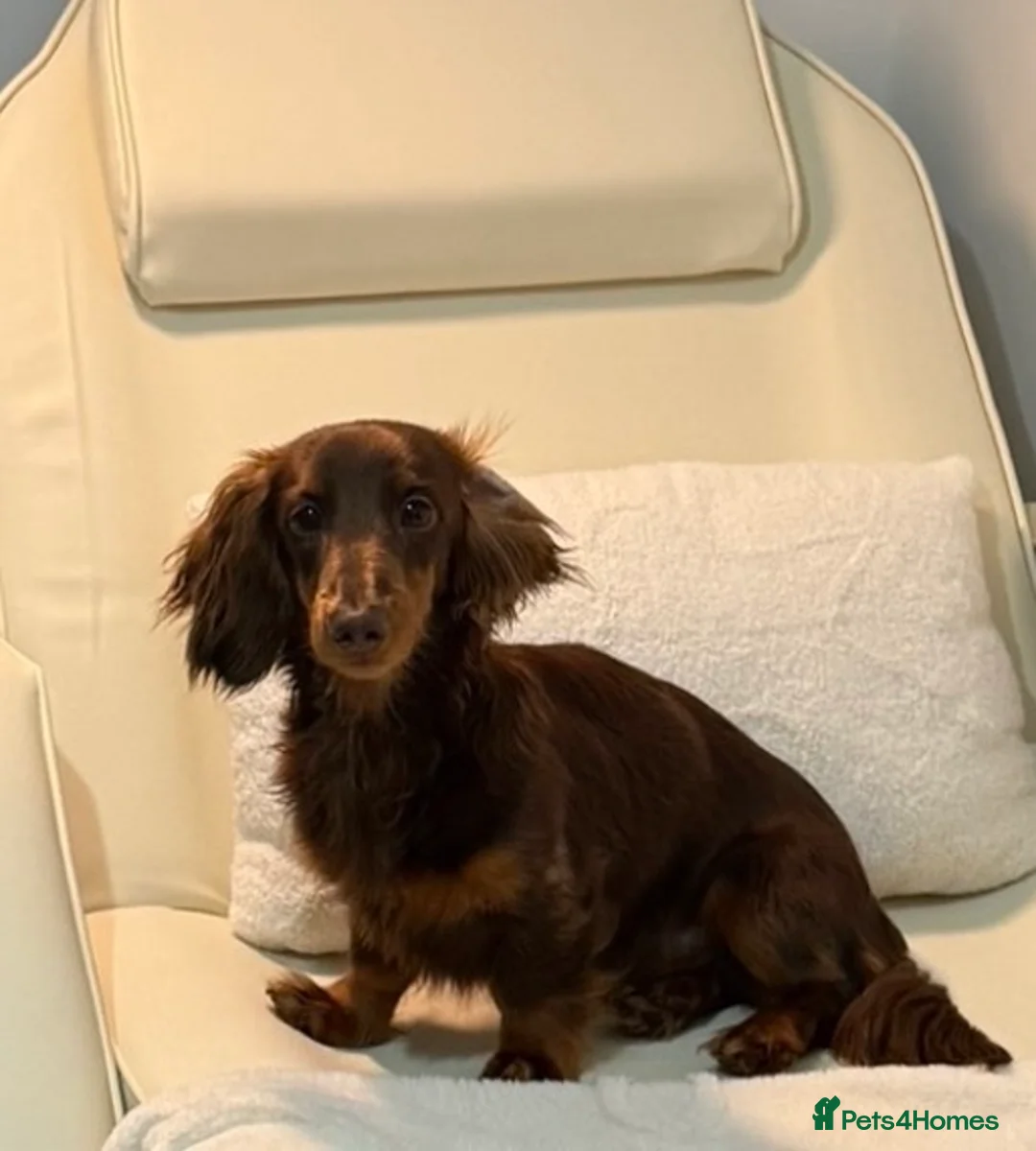 Miniature Dachshund dogs for stud: KC Long haired chocolate and tan stud boy - Advert 2
