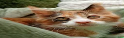 Maine Coon cats for sale: Stunning Female Maine Coon Kitten in Nantwich - Advert 5