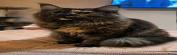 Maine Coon cats for sale: One Maine Coon kitten available.  - Advert 3
