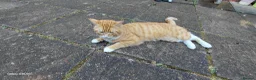 Bengal cats for sale:  Looking for a Loving Forever Home. Bengal/Calico - Advert 21