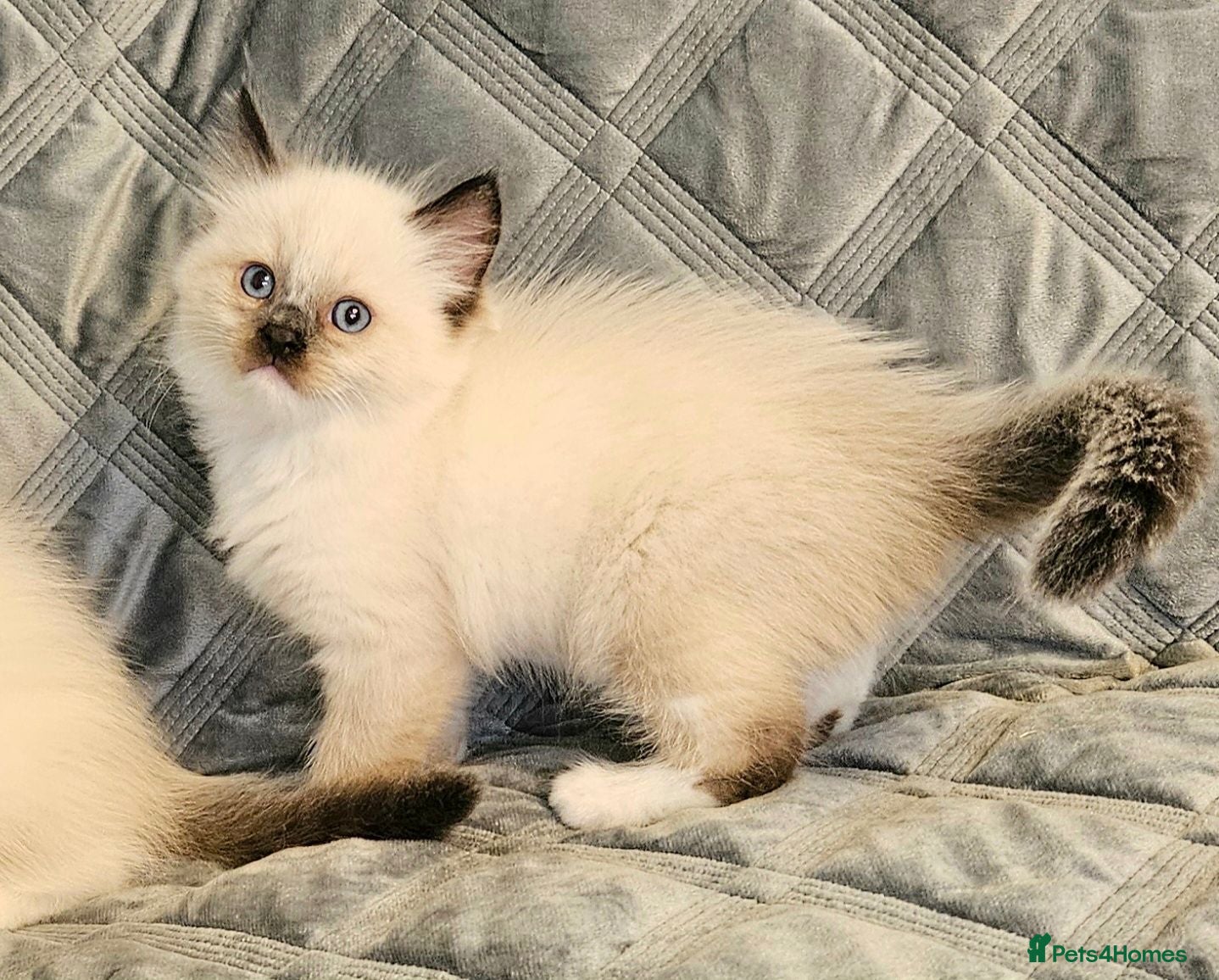 Ragdoll cats Stunning Ragdoll Kittens Available - Advert 2