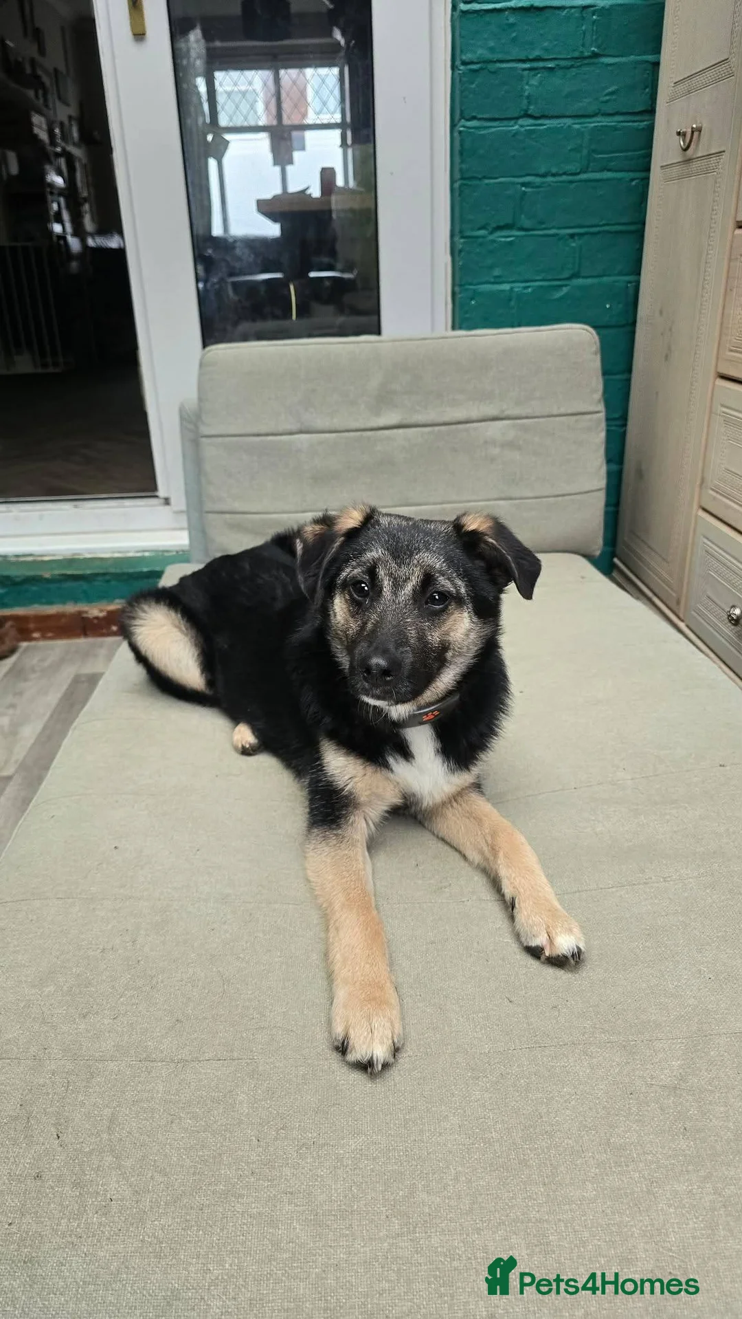 Mixed Breed dogs for adoption: Rocky for adoption in Hastings - Advert 1