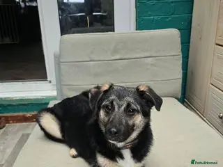 Mixed Breed dogs Rocky for adoption - Advert 2