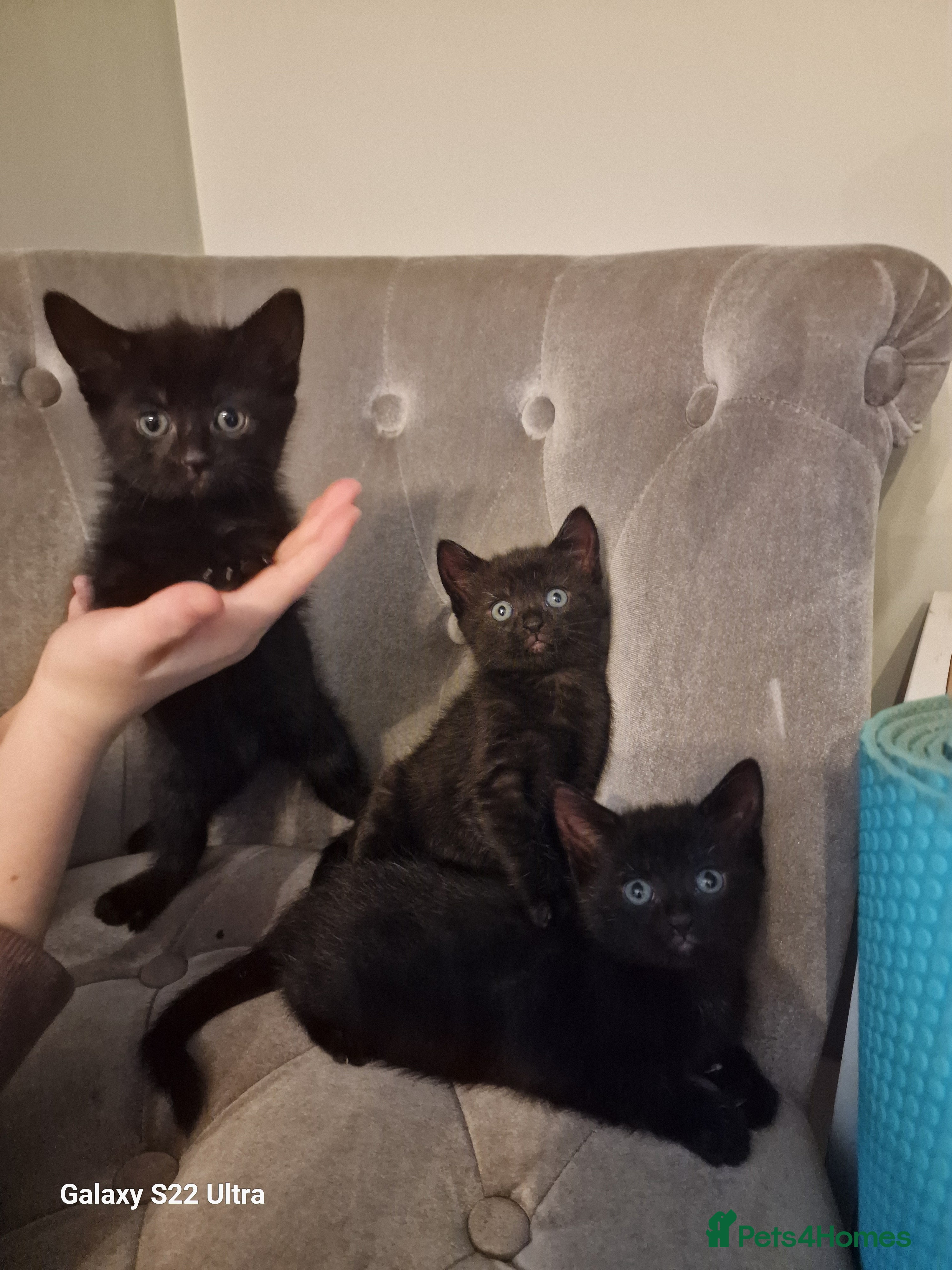 Mixed Breed cats ✨Adorable Kittens Ready for Their Forever Homes! ✨ - Advert 15