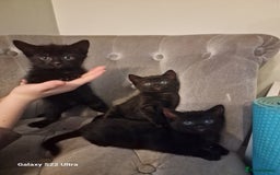 Mixed Breed cats for sale: ✨Adorable Kittens Ready for Their Forever Homes! ✨ - Advert 7