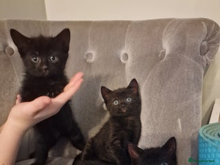 Mixed Breed cats ✨Adorable Kittens Ready for Their Forever Homes! ✨ - Advert 12