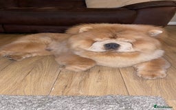 Chow Chow dogs for stud: outstanding chow chow stud in Wednesbury - Image 4