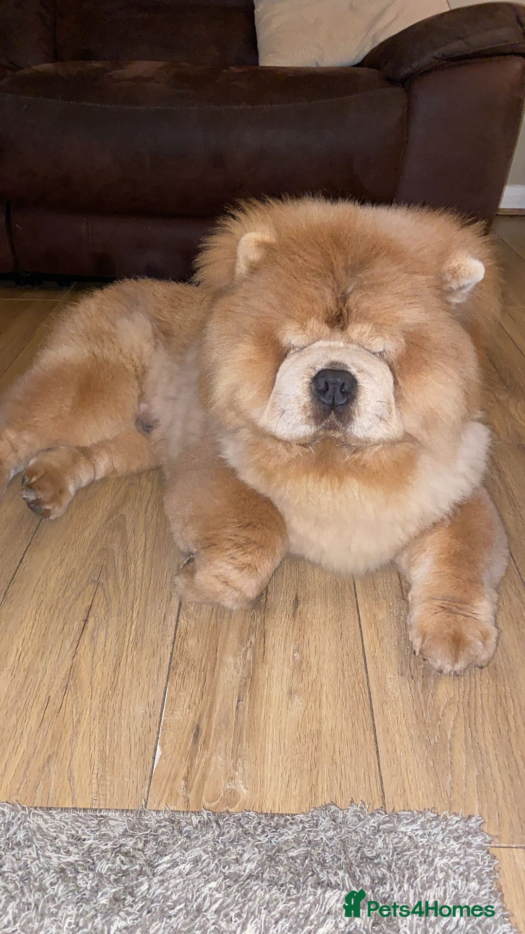 Chow Chow dogs for stud: outstanding chow chow stud in Wednesbury - Image 4