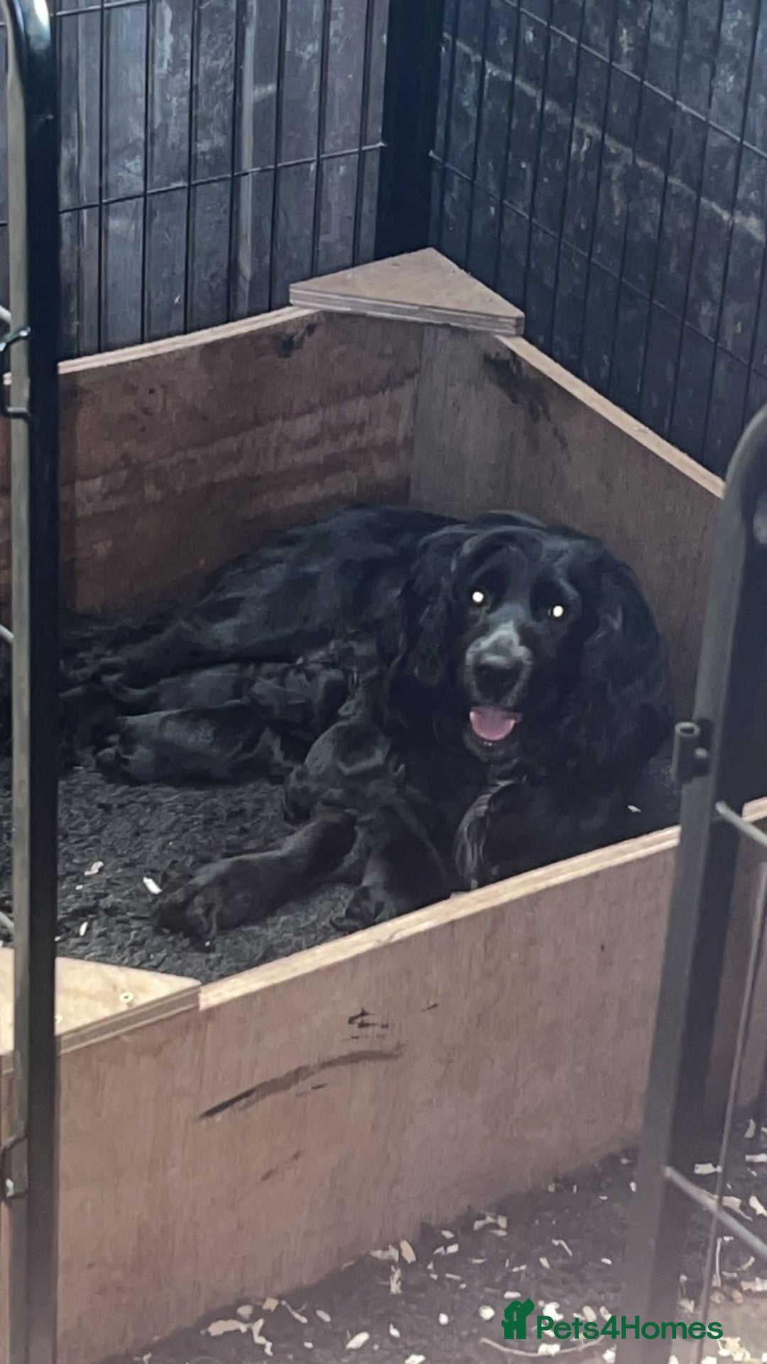 Cocker Spaniel dogs for sale: Cocker spaniel puppies  - Image 2
