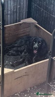 Cocker Spaniel dogs - Advert 3