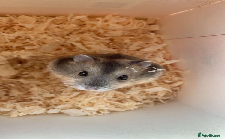 Hamster rodents - Advert 1