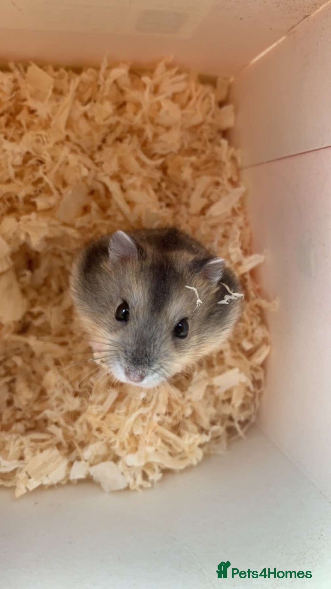 Hamster rodents for sale: 2 female Russian dwarf hamsters 20 for both  - Image 1