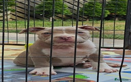 American Bully dogs for sale: 9 week old pocket bully pups, well known bloodline - Image 6