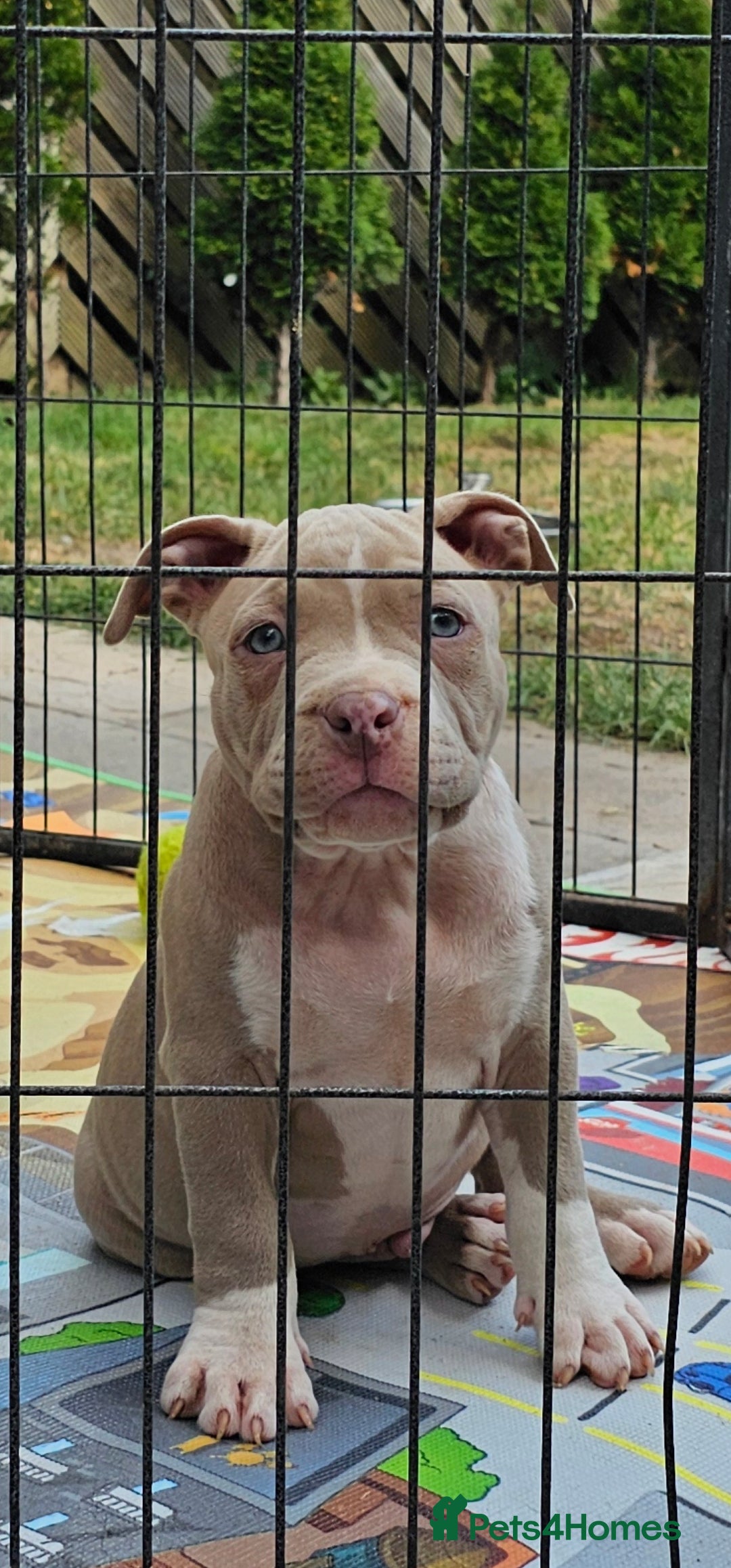 American Bully dogs for sale: 9 week old pocket bully pups, well known bloodline - Image 6