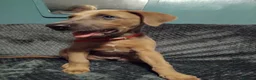 Lurcher dogs for sale: 8 week old male lurcher puppy  in Clacton-on-Sea - Advert 5