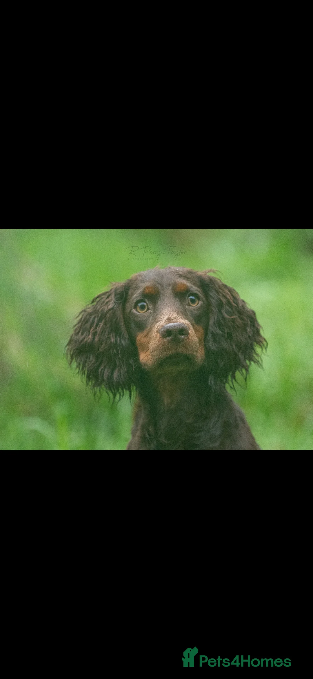 Cocker Spaniel dogs for stud: Eye-catching Health tested stud  - Advert 4