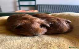 Guinea Pig rodents for sale: Baby piggies mixed colours and coat types  in Brackley - Image 2