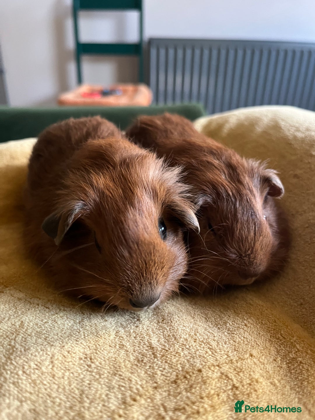Guinea Pig rodents for sale: Baby piggies mixed colours and coat types  in Brackley - Image 2