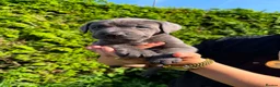 Cane Corso dogs for sale: Cane Corso puppies - Advert 28