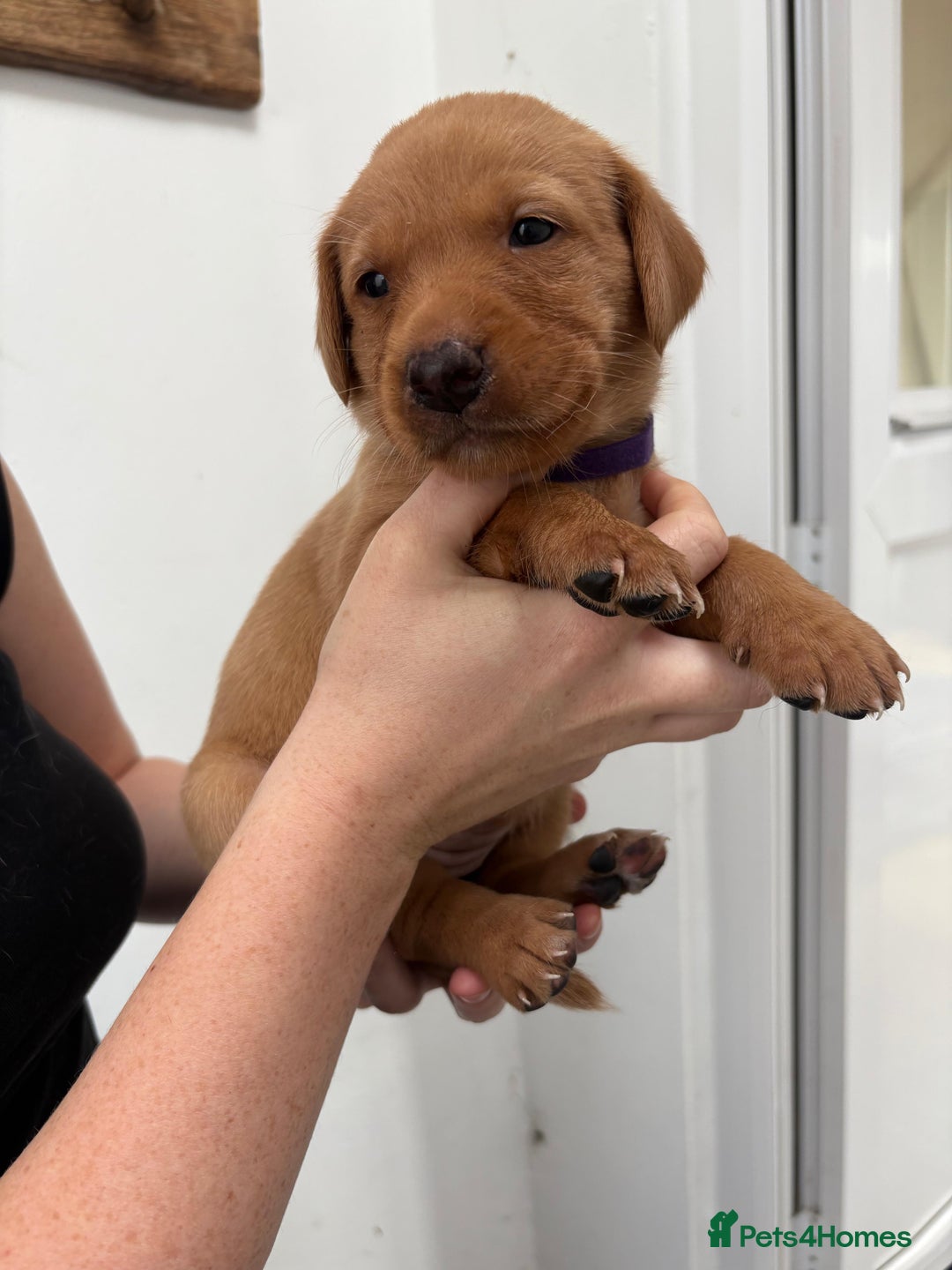 Labrador Retriever dogs for sale: KC Reg Fox red labrador litter of 6 dogs 4 bitches - Advert 28