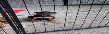 Lakeland Terrier 3