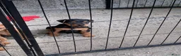 Lakeland Terrier dogs for sale: Lakeland terrier pups  - Advert 11