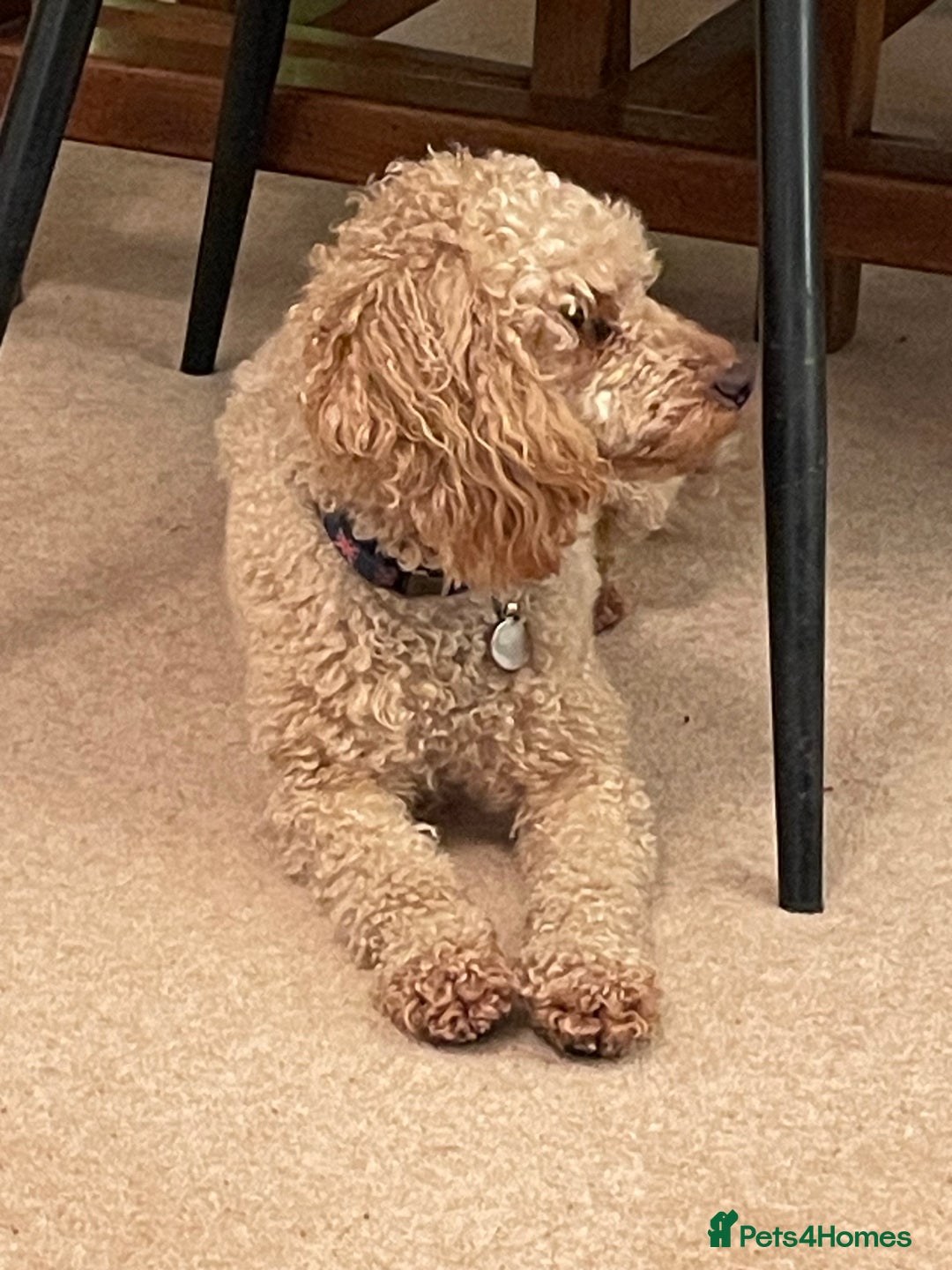 Toy Poodle dogs for sale: Beautiful KC Reg Toy Poodle (Health Tested) - Advert 2