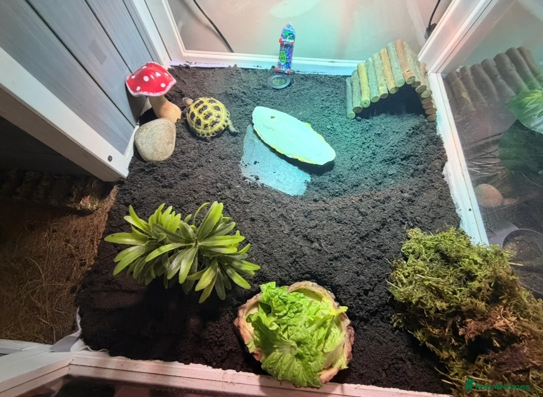 Tortoise reptiles for sale: 1 year old Horsfield Tortoise with enclosure etc - Advert 5