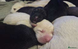German Shepherd dogs for sale: German shepherd puppies  - Image 1