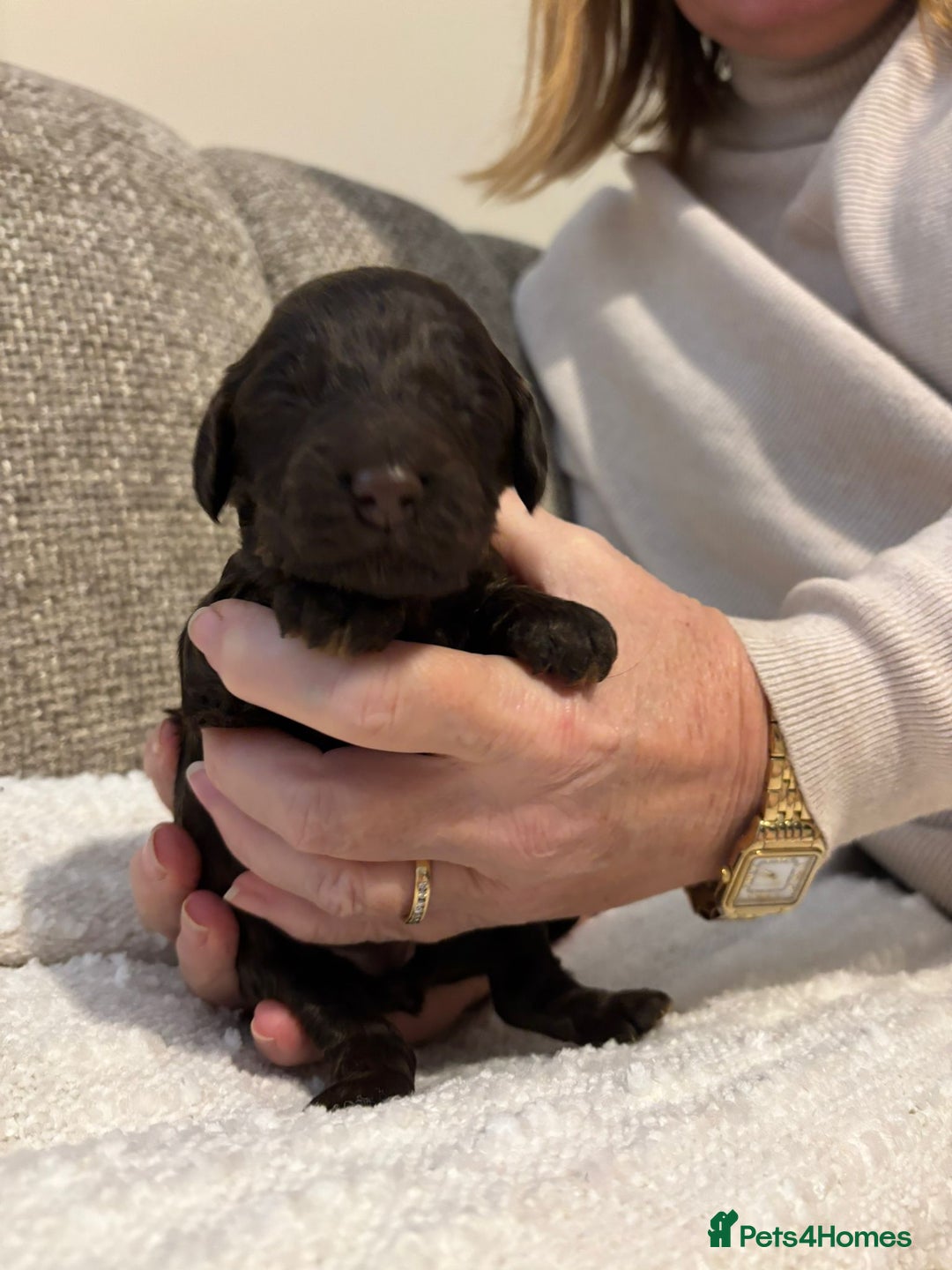 Cockapoo dogs for sale: F1 show cockapoos - Advert 7