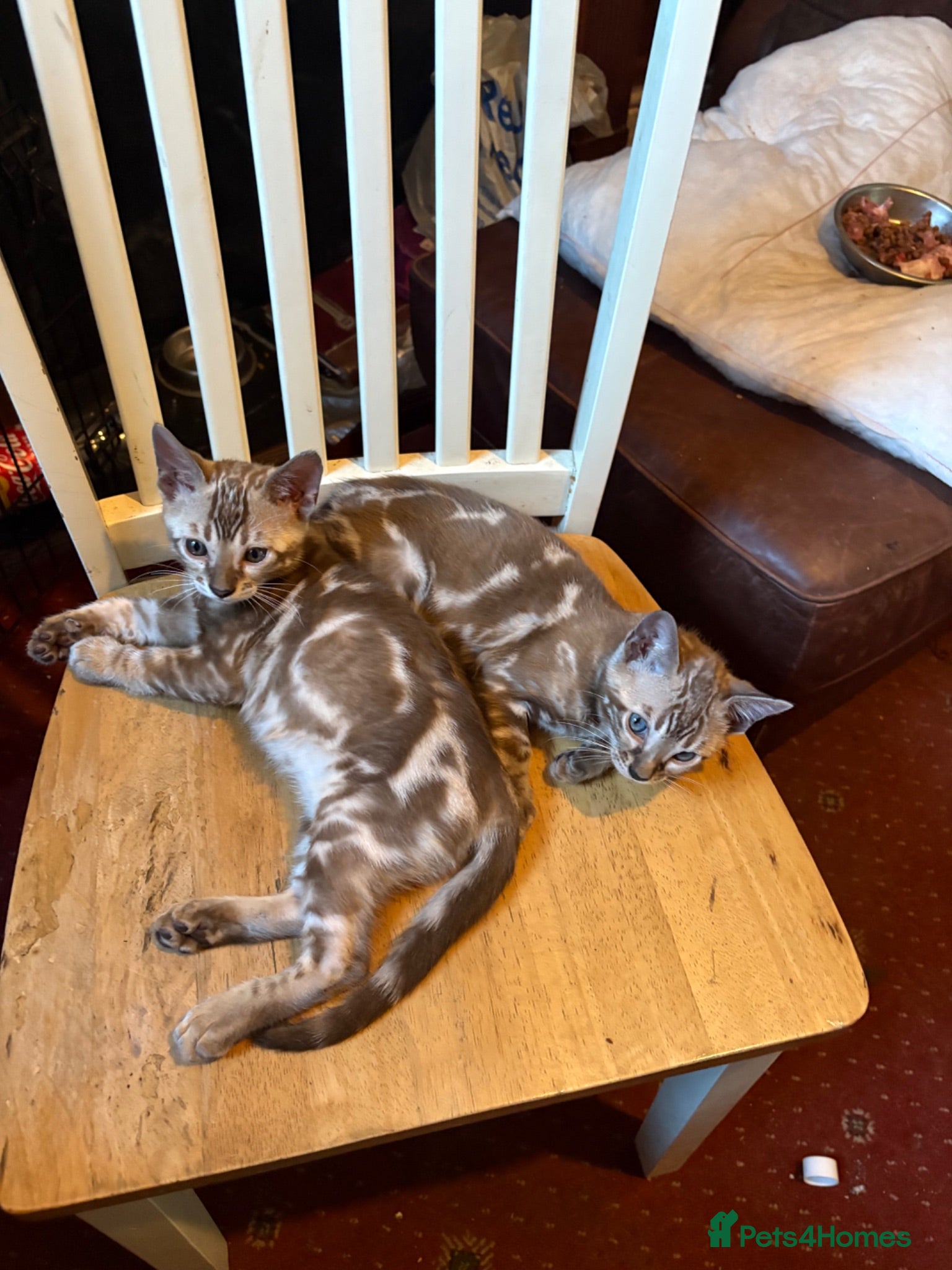 Bengal cats 🐾 Stunning TICA Registered Bengal Kittens 🐾 - Advert 2