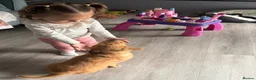 Golden Retriever dogs for sale: Gorgeous red golden retriever puppies  - Advert 22