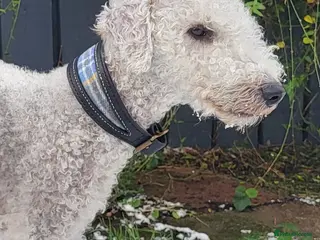 Bedlington Terrier dogs Bedlington terrier for stud - Advert 4