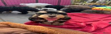 Cockapoo 1
