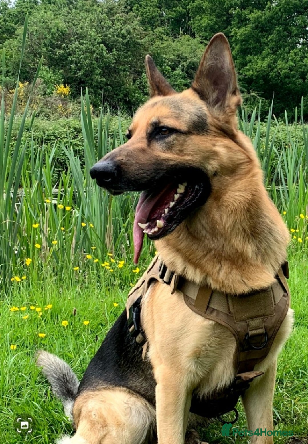 German Shepherd dogs for sale: GSD puppies for sale - Advert 3