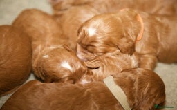 Cockapoo dogs for sale: Gorgeous Fox Red Cockapoo Puppies avail 15/12/25 - Image 8