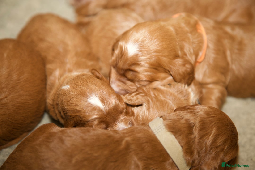 Cockapoo dogs for sale: Gorgeous Fox Red Cockapoo Puppies avail 15/12/25 - Image 8
